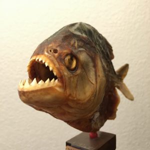piranha, mounted, fish, brazil, amazon, jungle, artifact, mission, keepsake, office, home, video, story, tell your story, Visual Legacy Productions